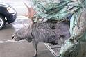 Previous image - Look a Moose